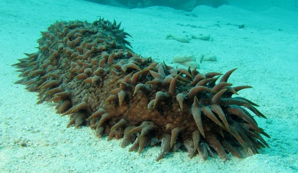 Sea Cucumber - The Environment Of Corals